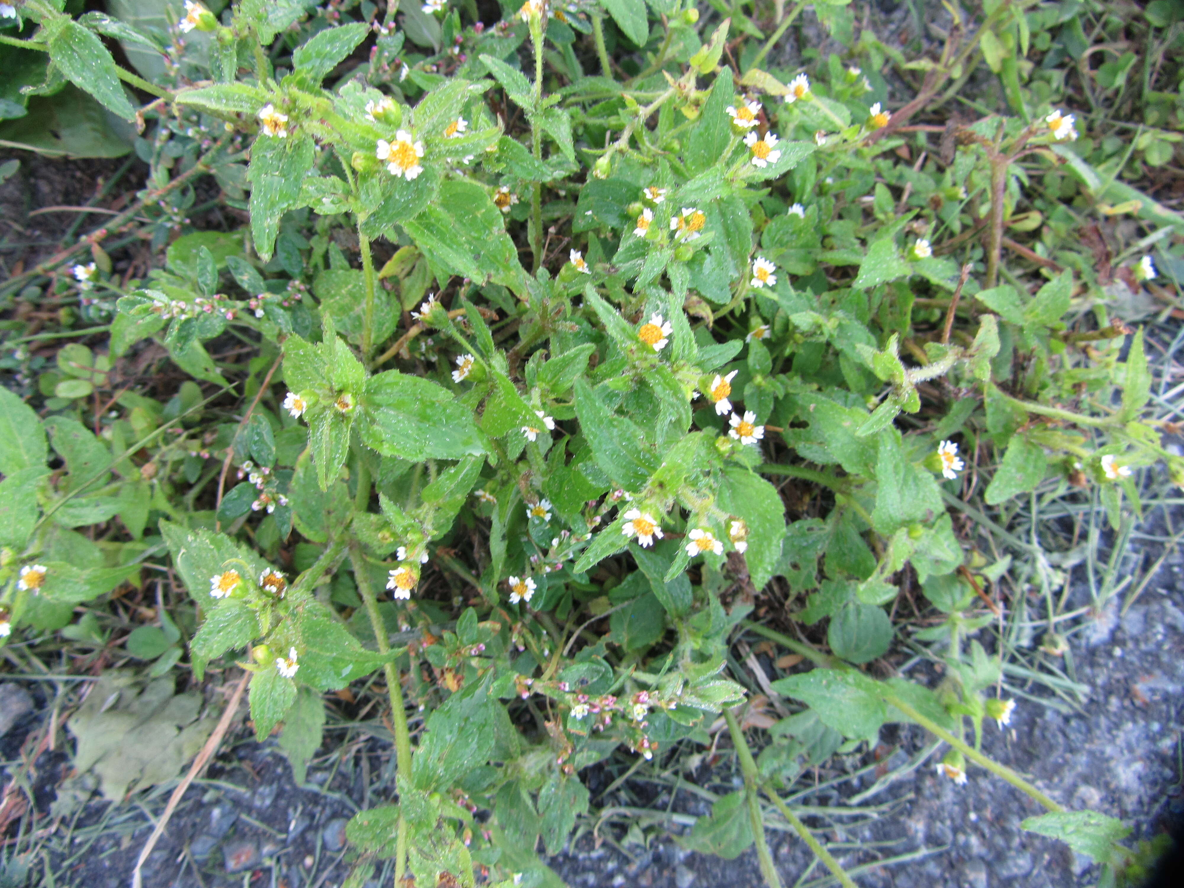 Image of shaggy soldier