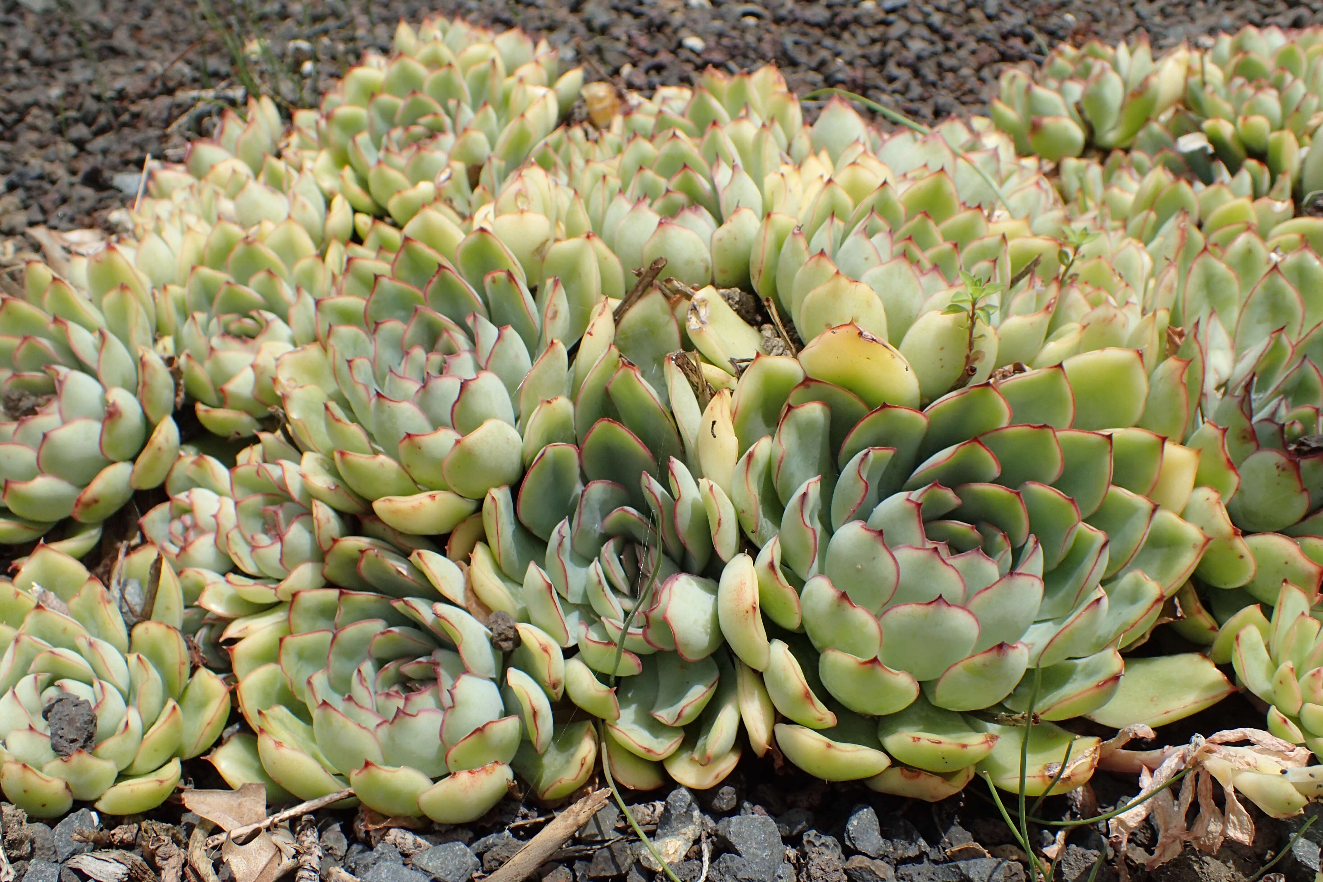 Image of Echeveria pulidonis Walther