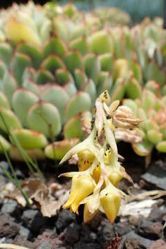 Image of Echeveria pulidonis Walther