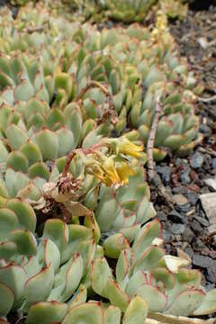 Image of Echeveria pulidonis Walther