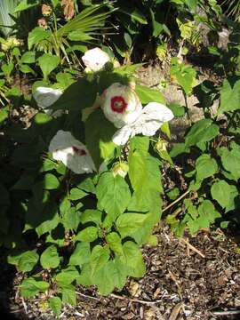 Image of crimsoneyed rosemallow