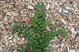 Слика од Sanguisorba hakusanensis Makino