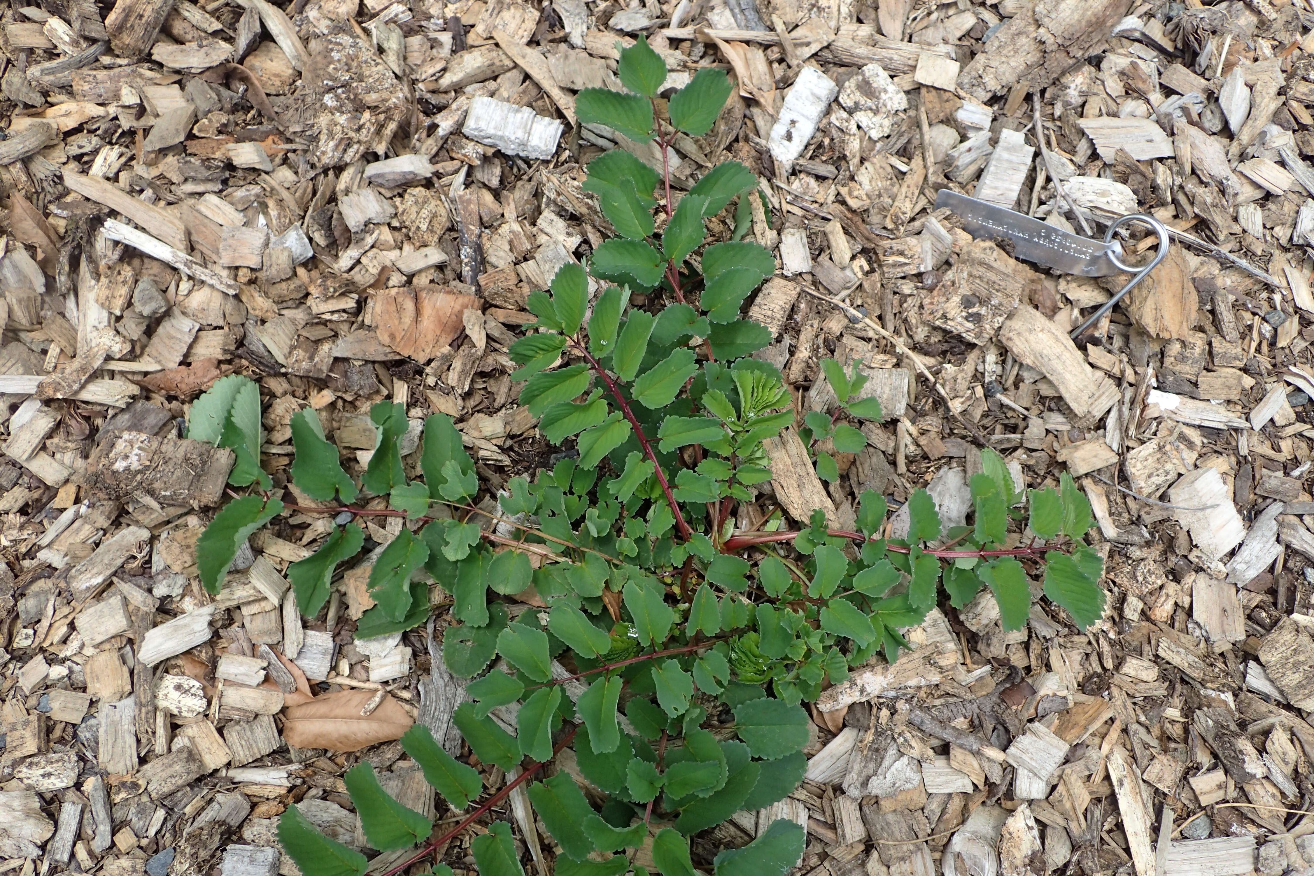 Слика од Sanguisorba hakusanensis Makino