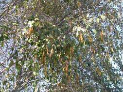 Sivun Alnus jorullensis Kunth kuva