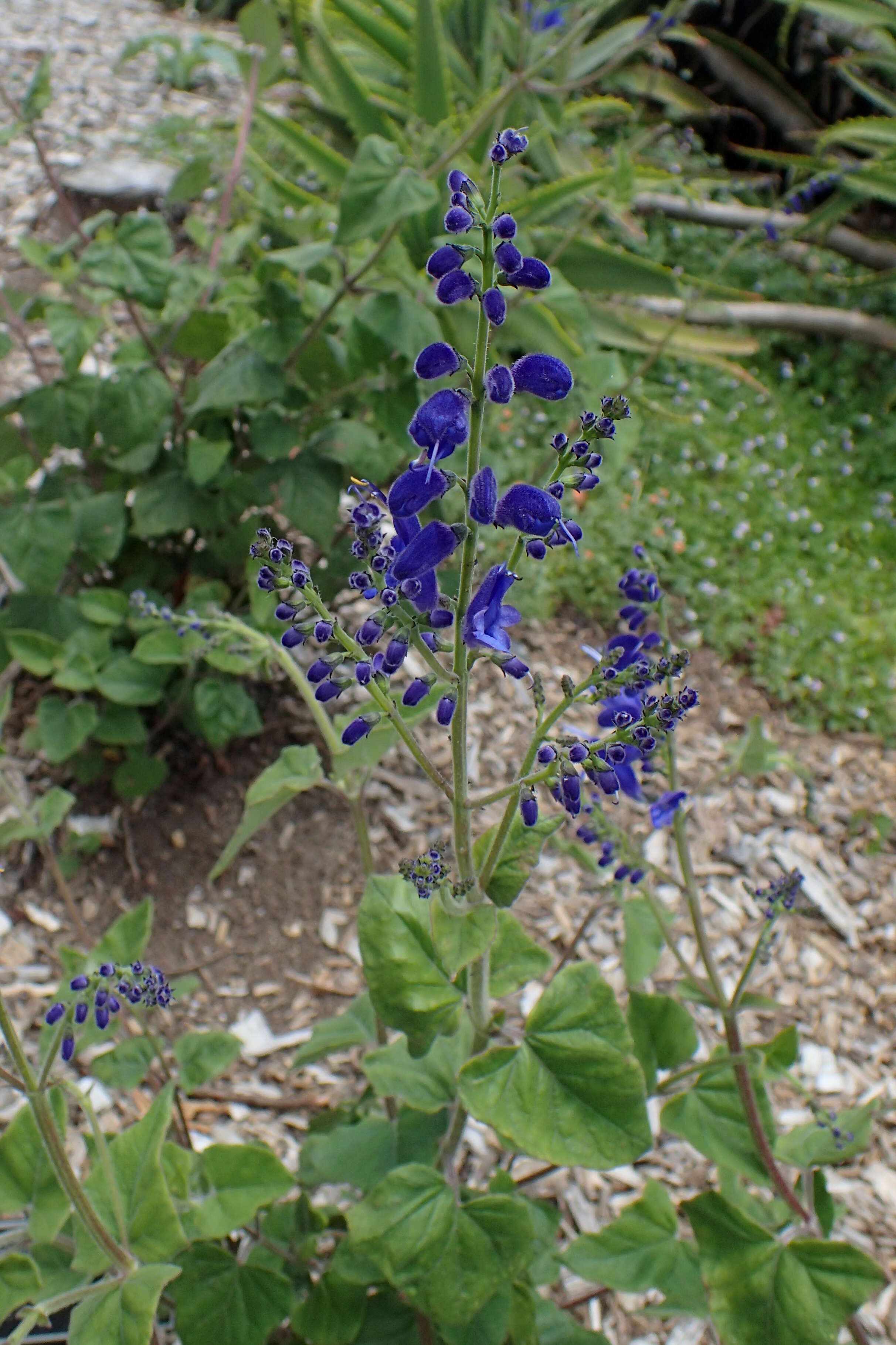 Image of Salvia cacaliifolia Benth.