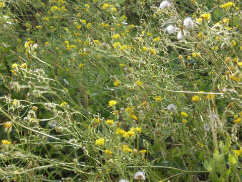 Image of bristly hawksbeard