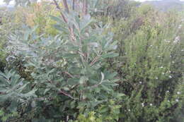 Imagem de Banksia integrifolia L. fil.