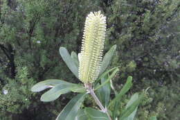 Imagem de Banksia integrifolia L. fil.