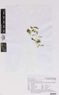 Image of Ectocarpus siliculosus