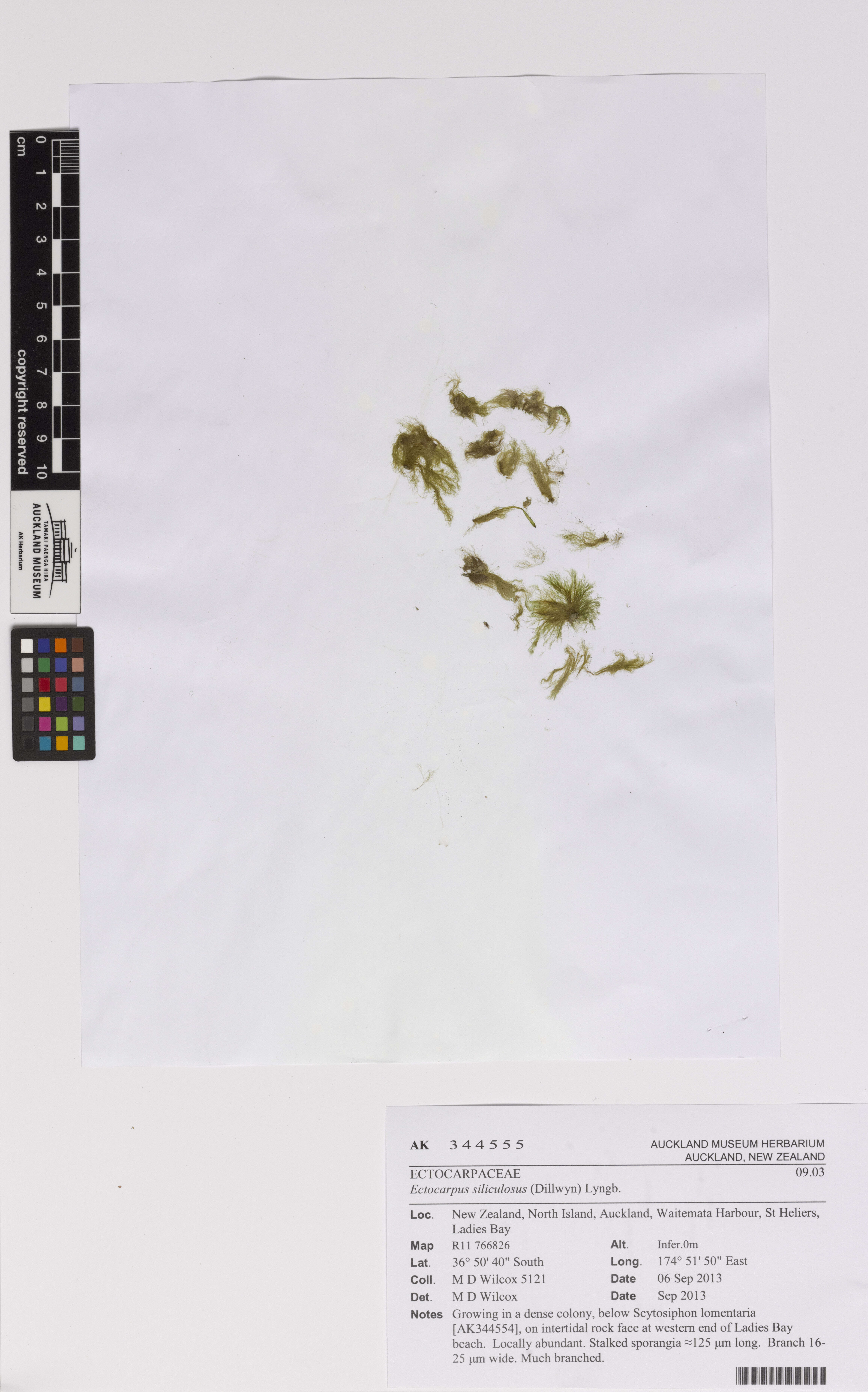 Image of Ectocarpus siliculosus
