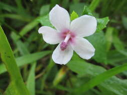 Image of Caesarweed