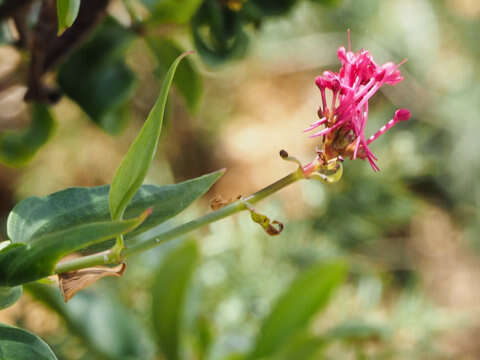 Image of Red Valerian