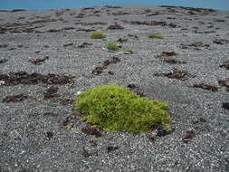 Image of sea beet