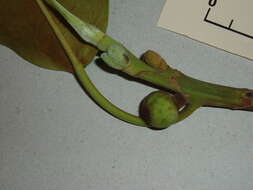 Image of Moreton Bay fig