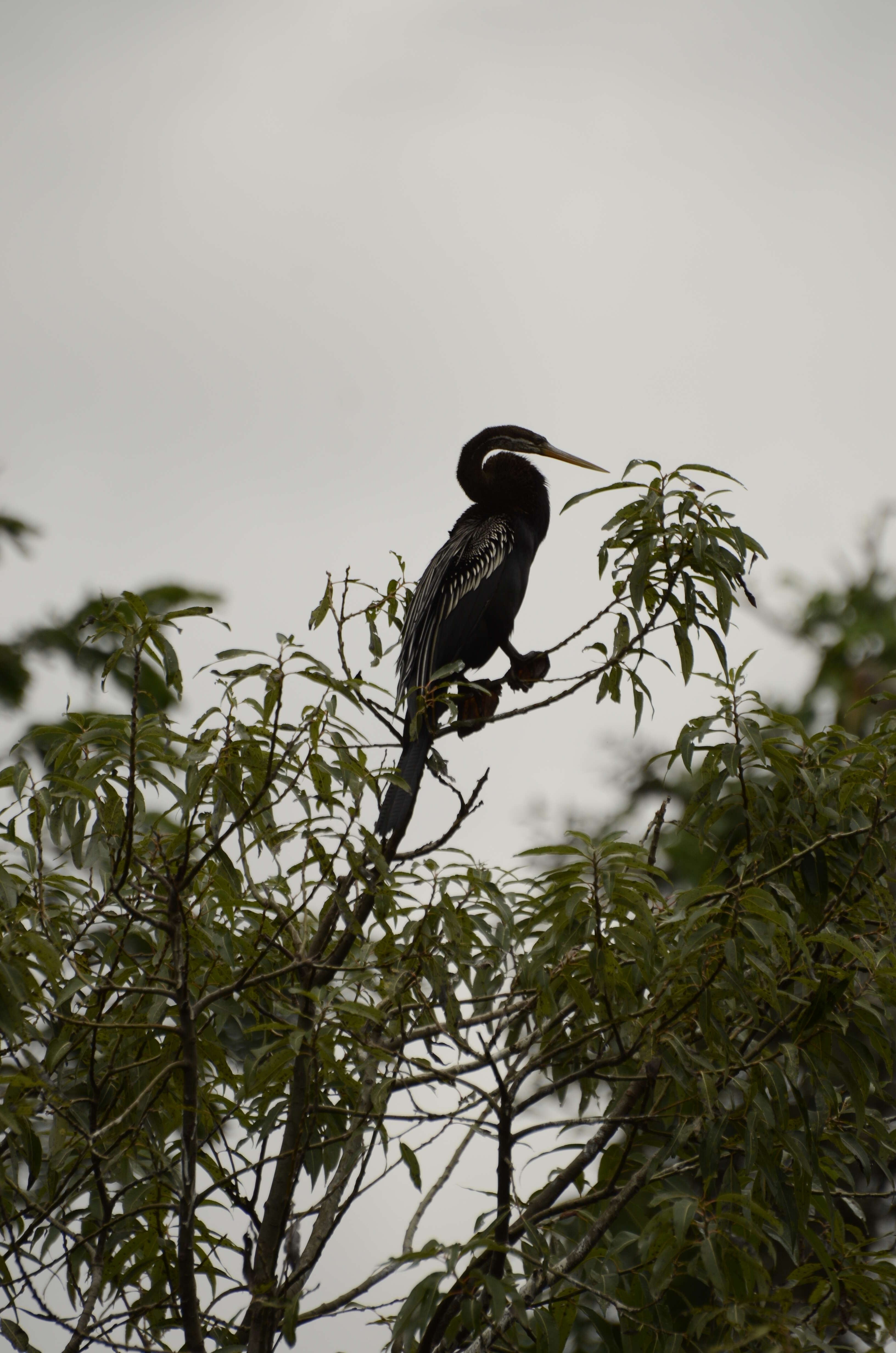 Image de Anhinga roux