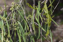 Слика од Korthalsella rubra (Tieghem) Endl.