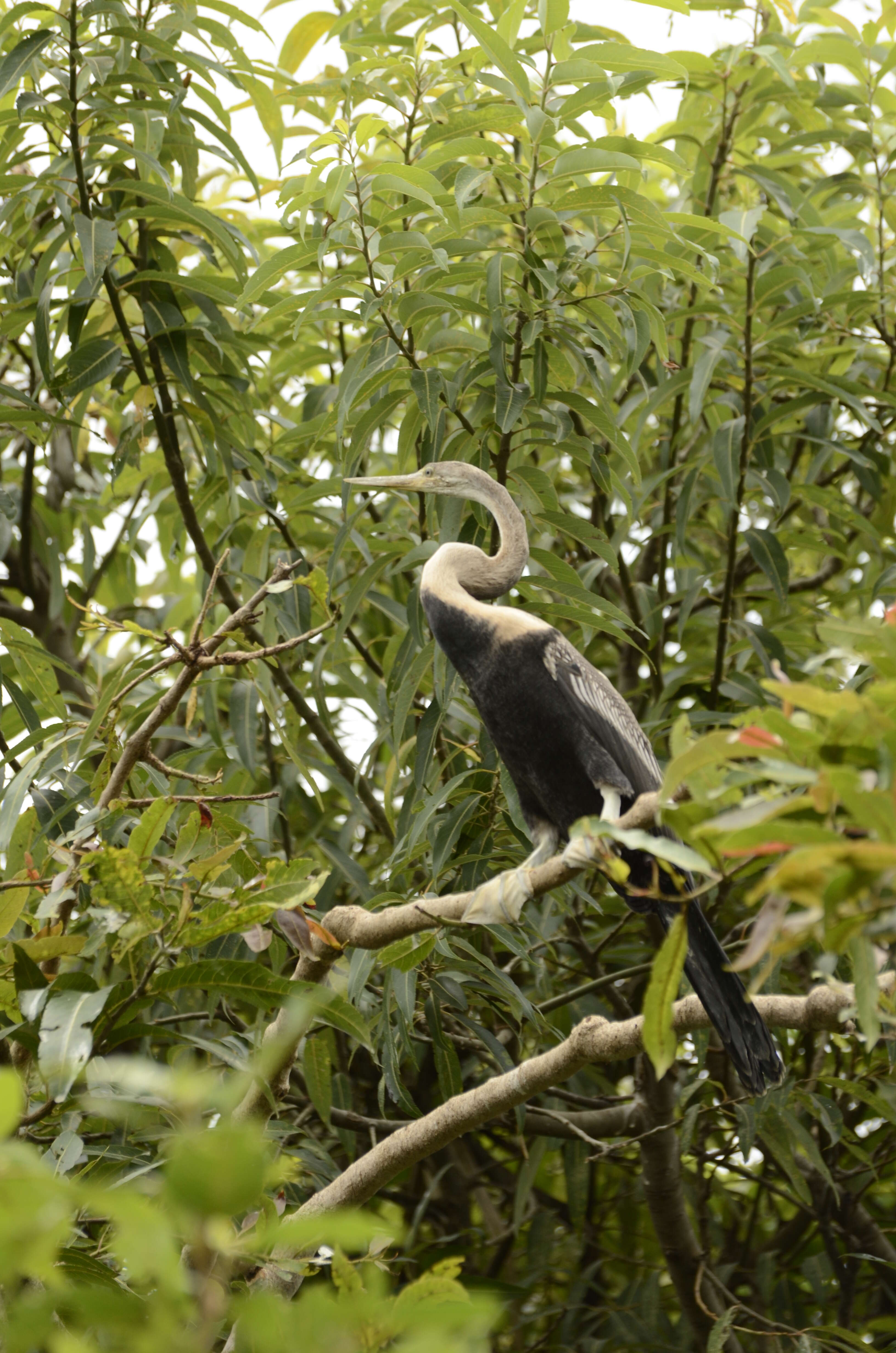 Image of Oriental Darter