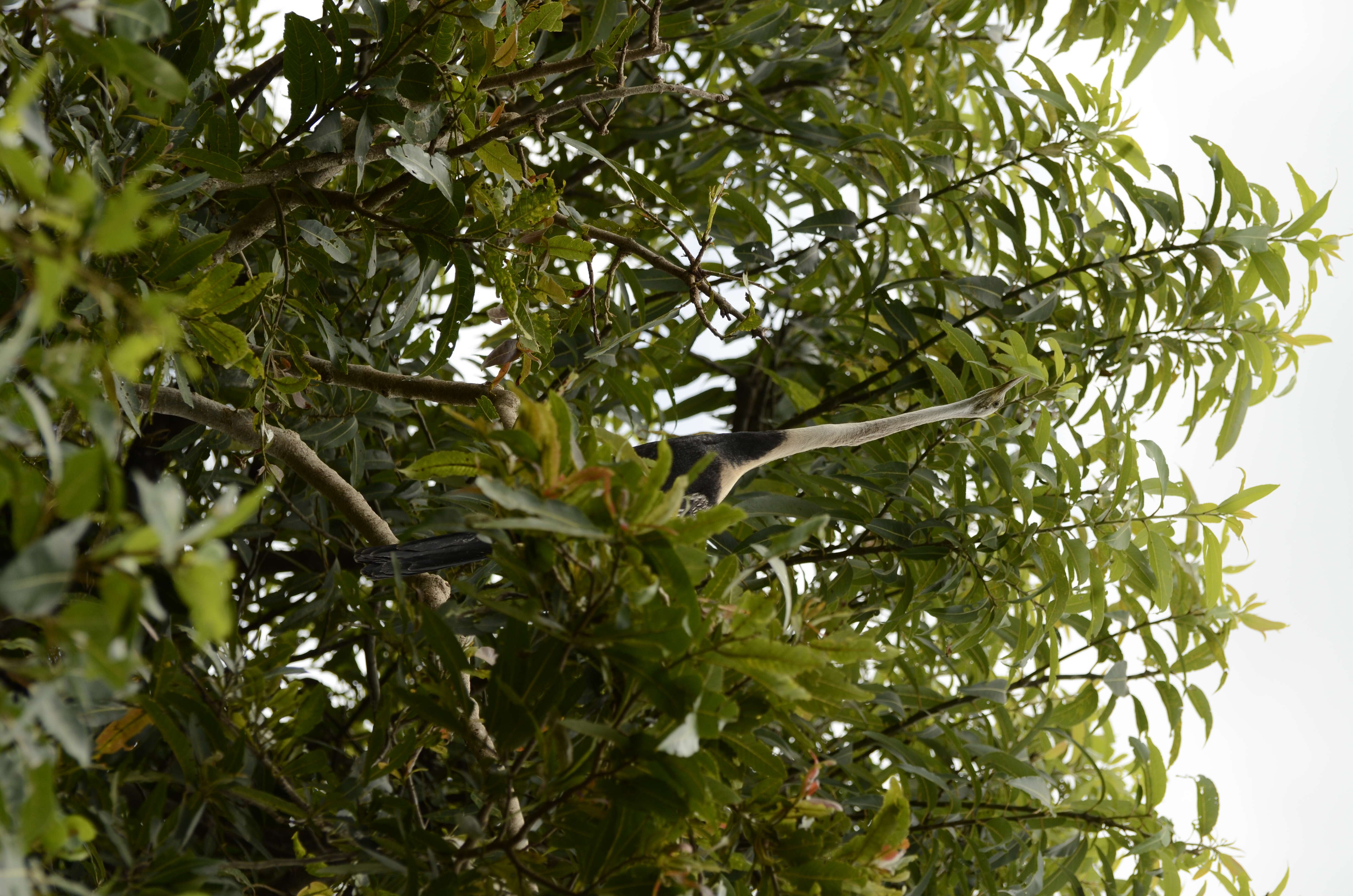 Image of Oriental Darter