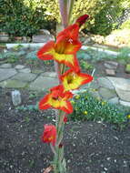 صورة Gladiolus dalenii Van Geel