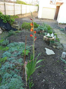 صورة Gladiolus dalenii Van Geel