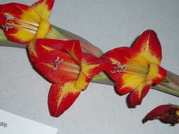 صورة Gladiolus dalenii Van Geel