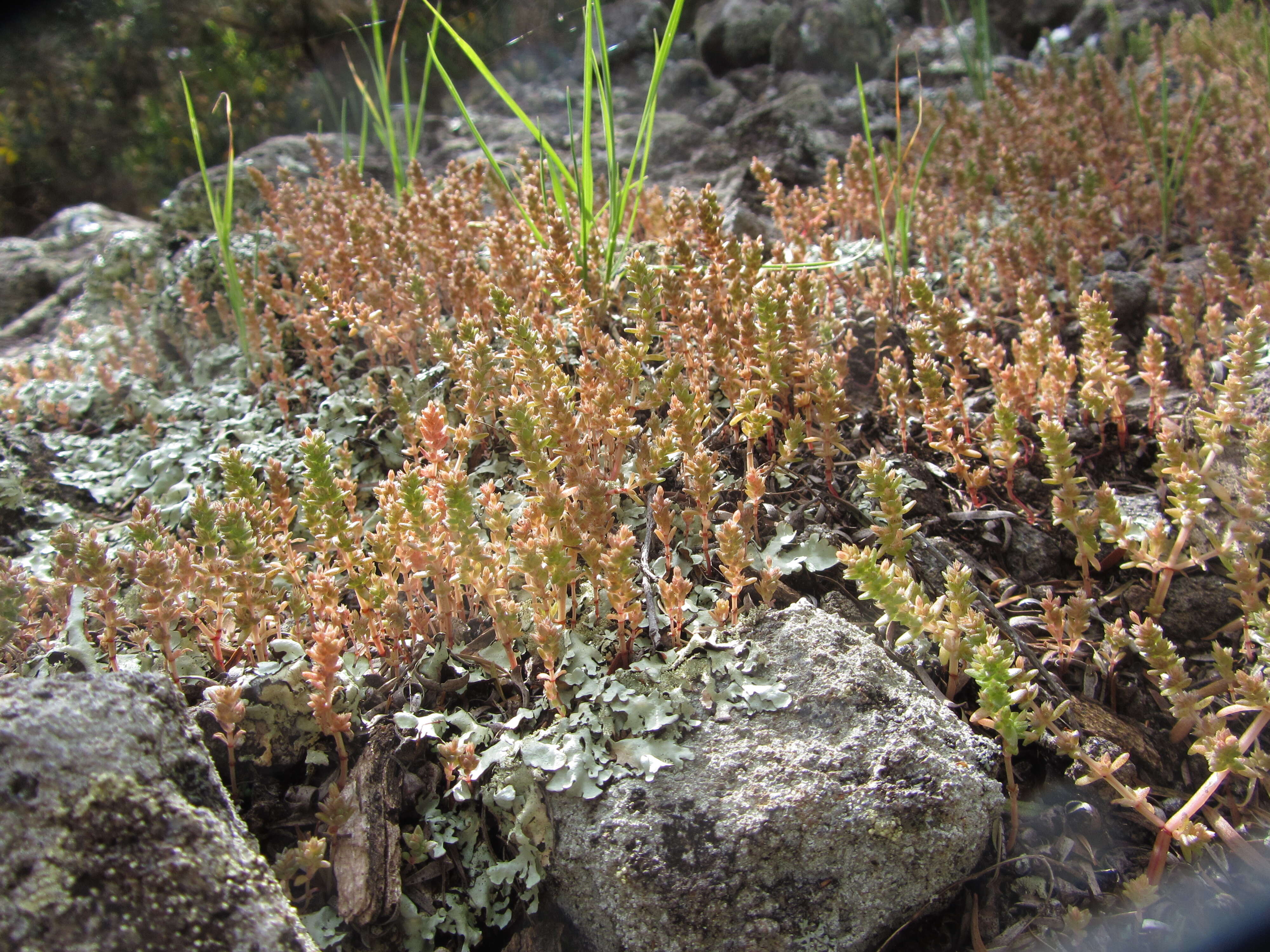 Image of Siberian pygmyweed