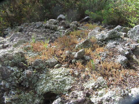 Image of Siberian pygmyweed