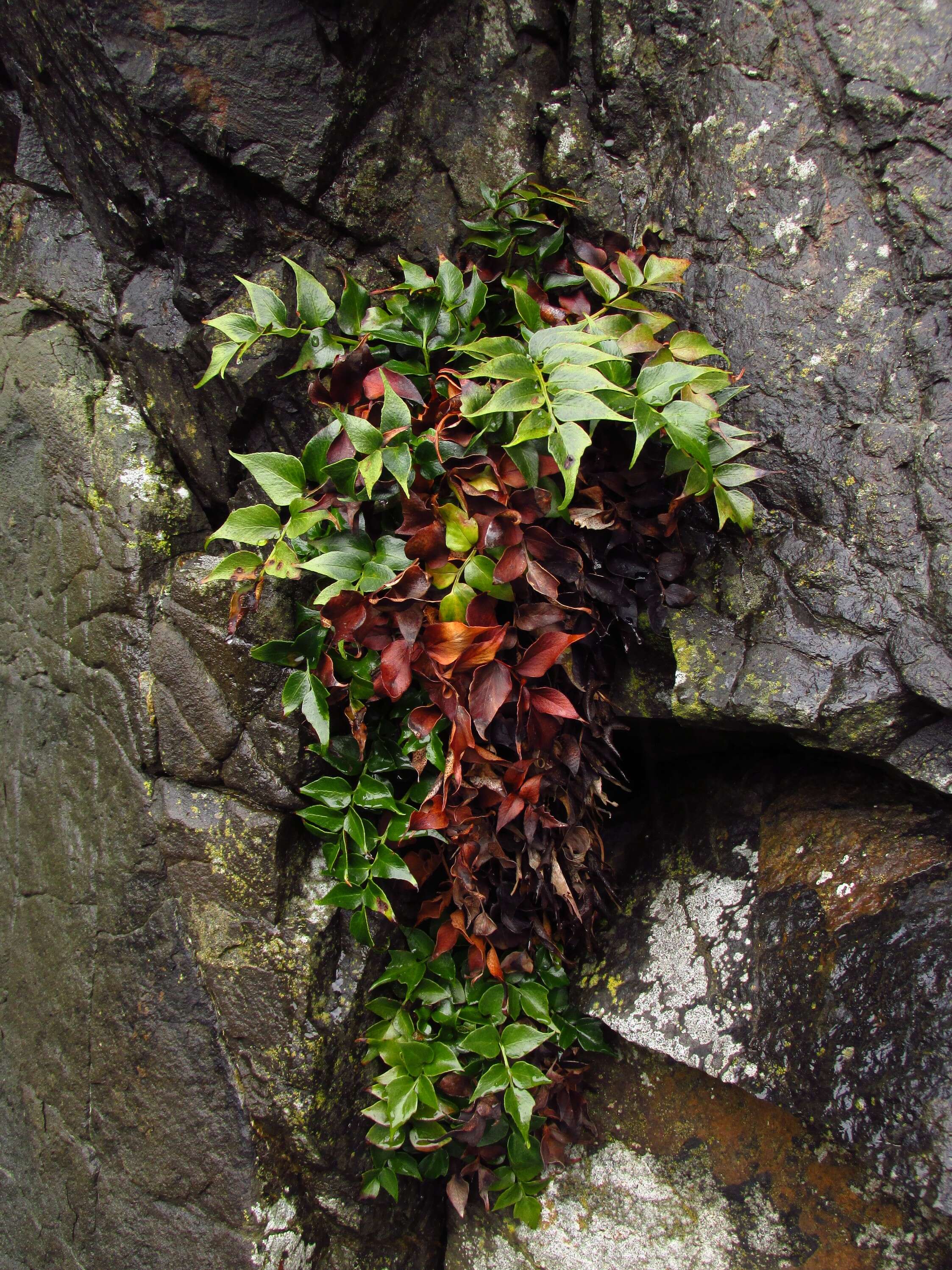 Image of Japanese netvein hollyfern