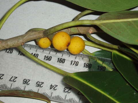 Image of Port Jackson fig