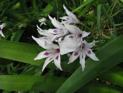 Image of Gladiolus carneus D. Delaroche