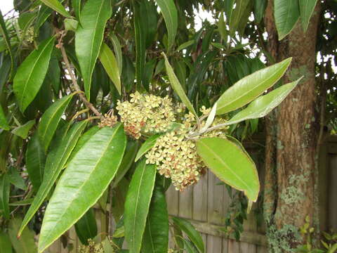 Image of Lemon Myrtle