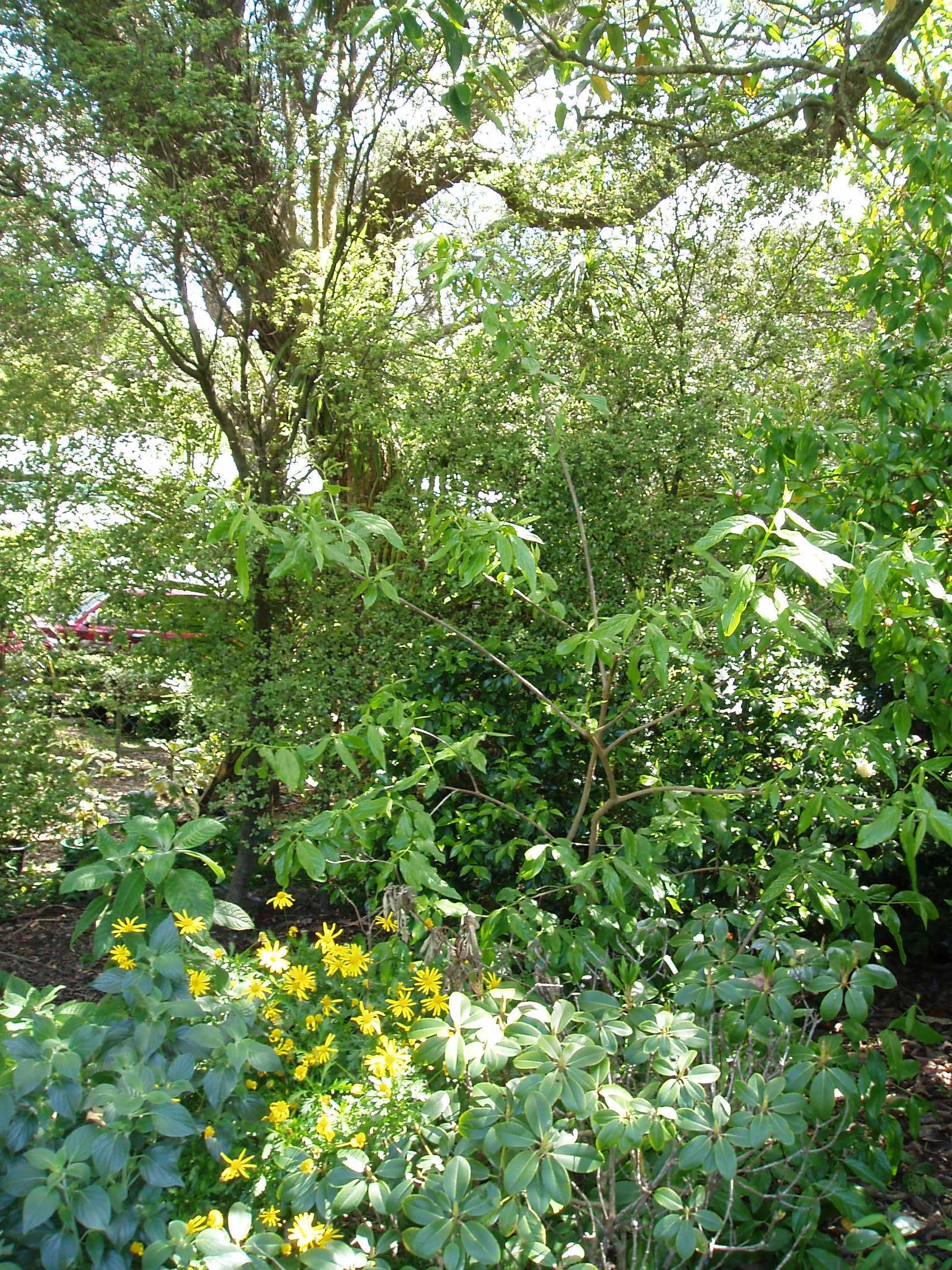 Image of Fragrant Wintersweet