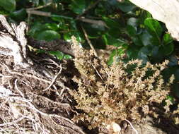 Image of Siberian pygmyweed