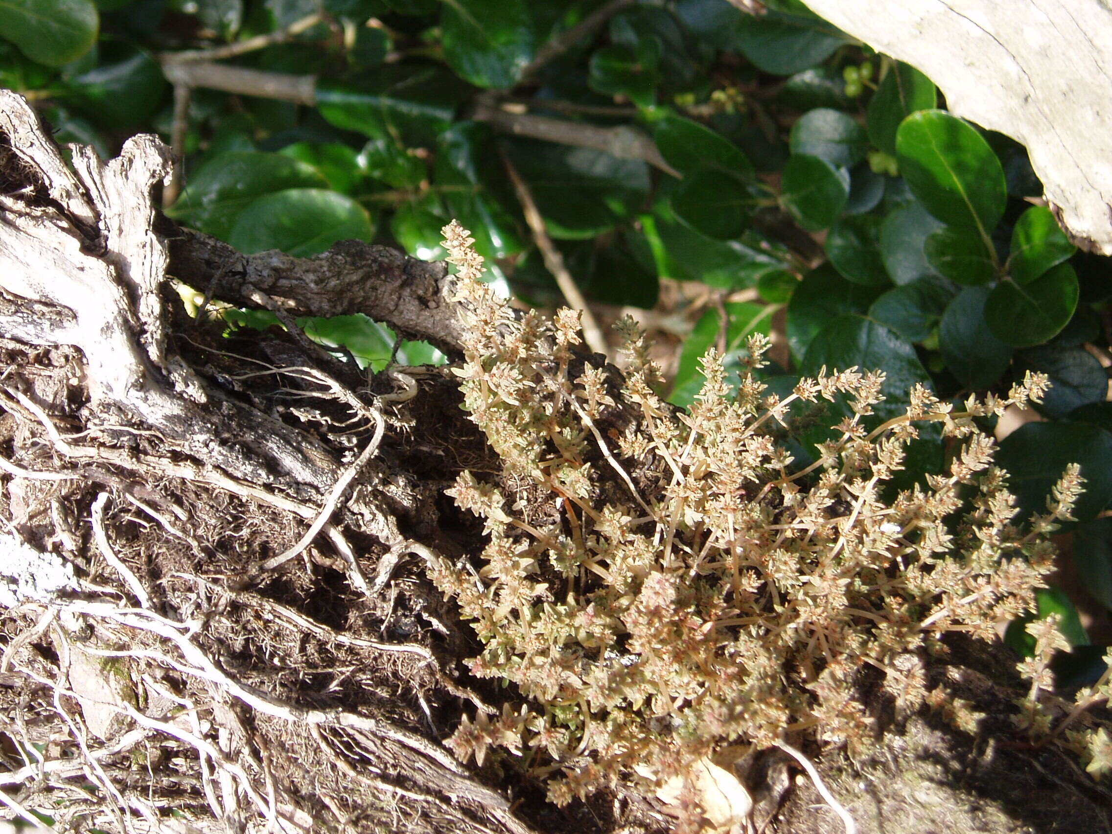 Image of Siberian pygmyweed