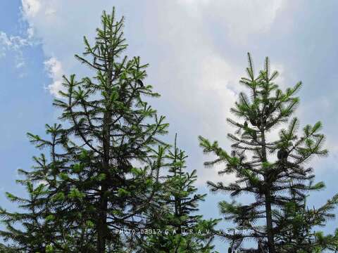 Image of Pindrow Fir