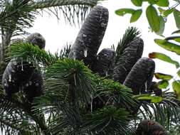 Image of Pindrow Fir