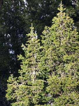 Image of Pindrow Fir