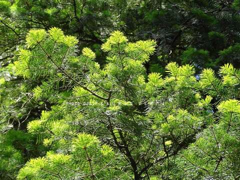 Image of Pindrow Fir