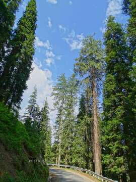 Image of Pindrow Fir