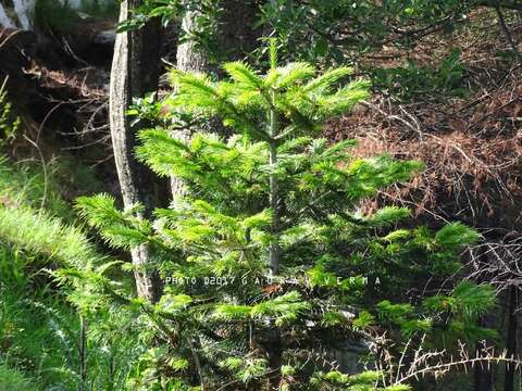 Image of Pindrow Fir