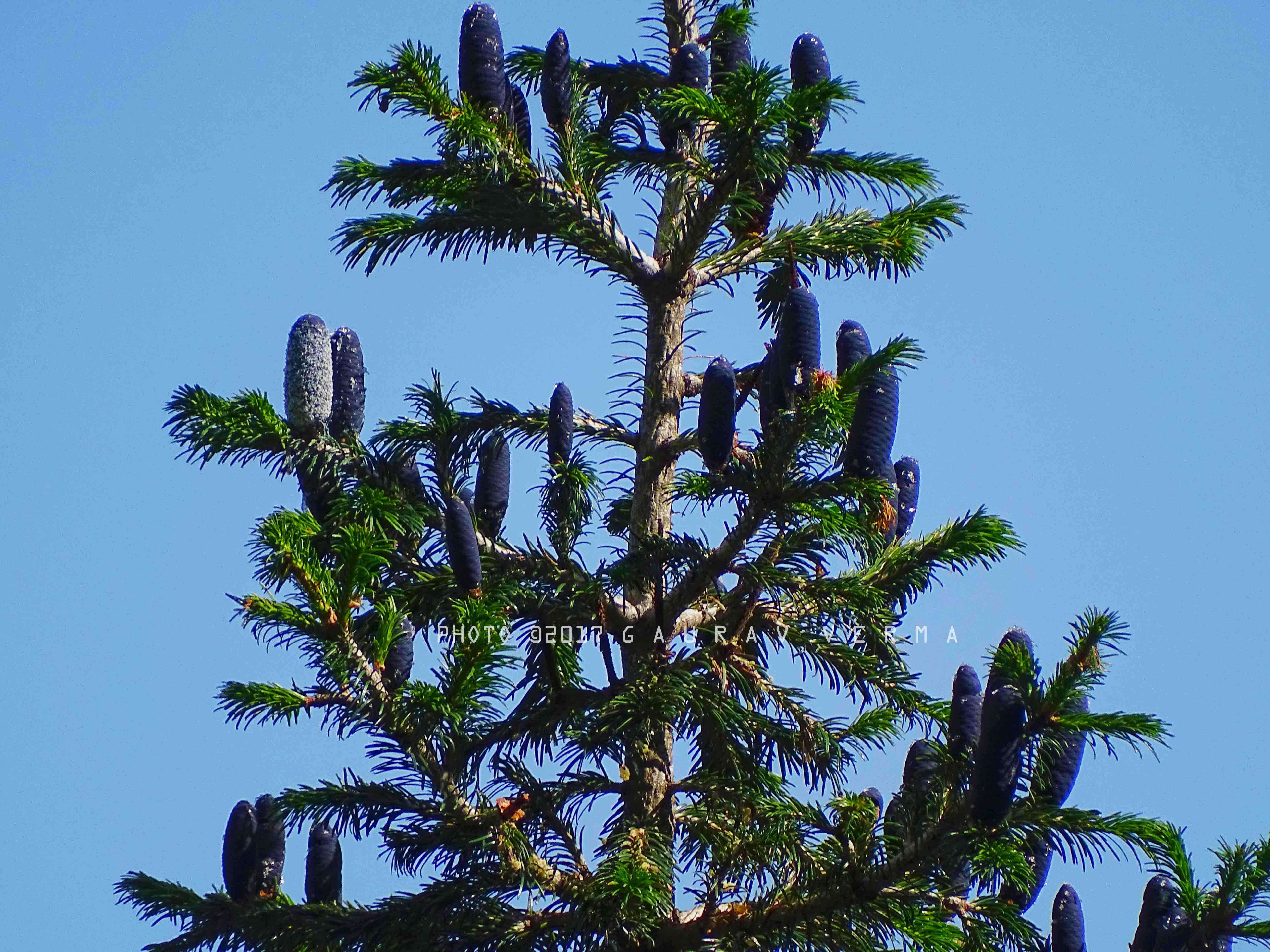 Image of Pindrow Fir