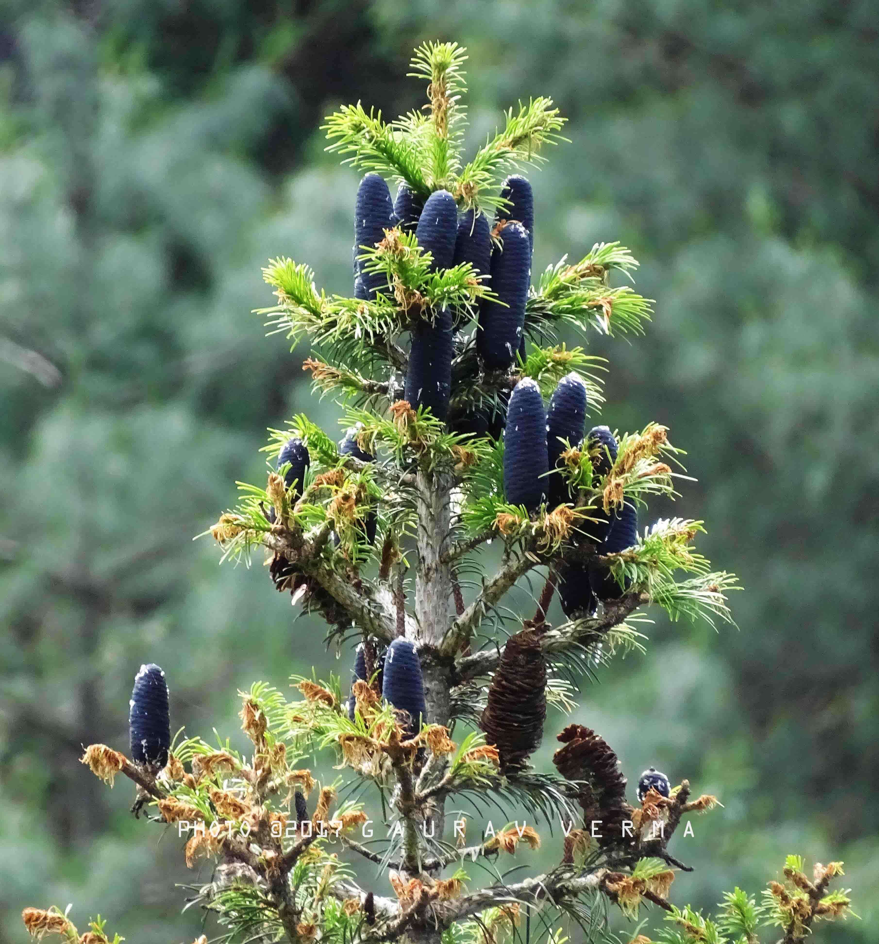 Image of Pindrow Fir