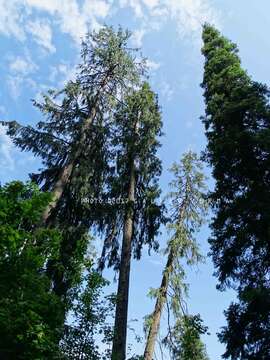 Image of Pindrow Fir