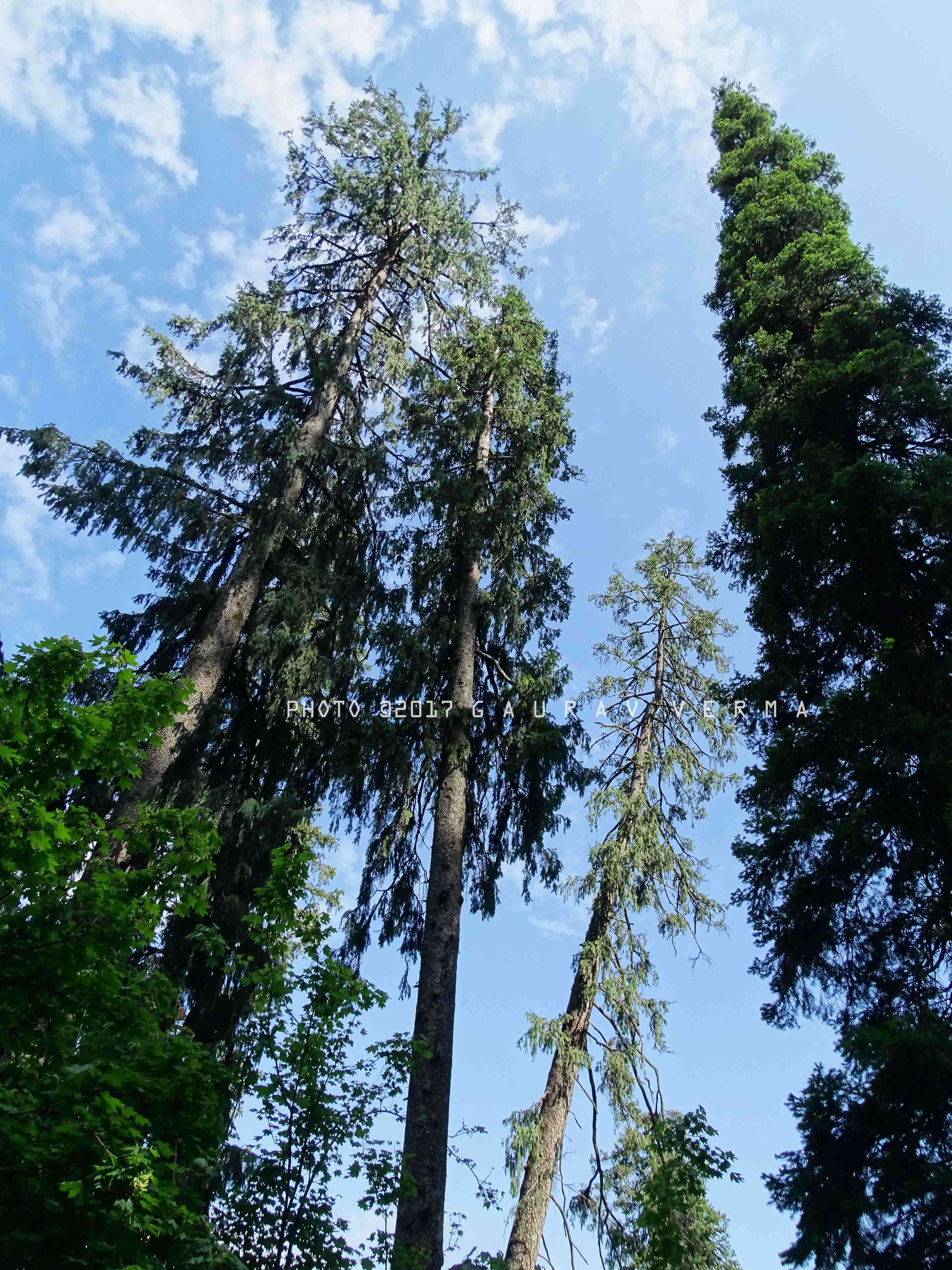 Image of Pindrow Fir