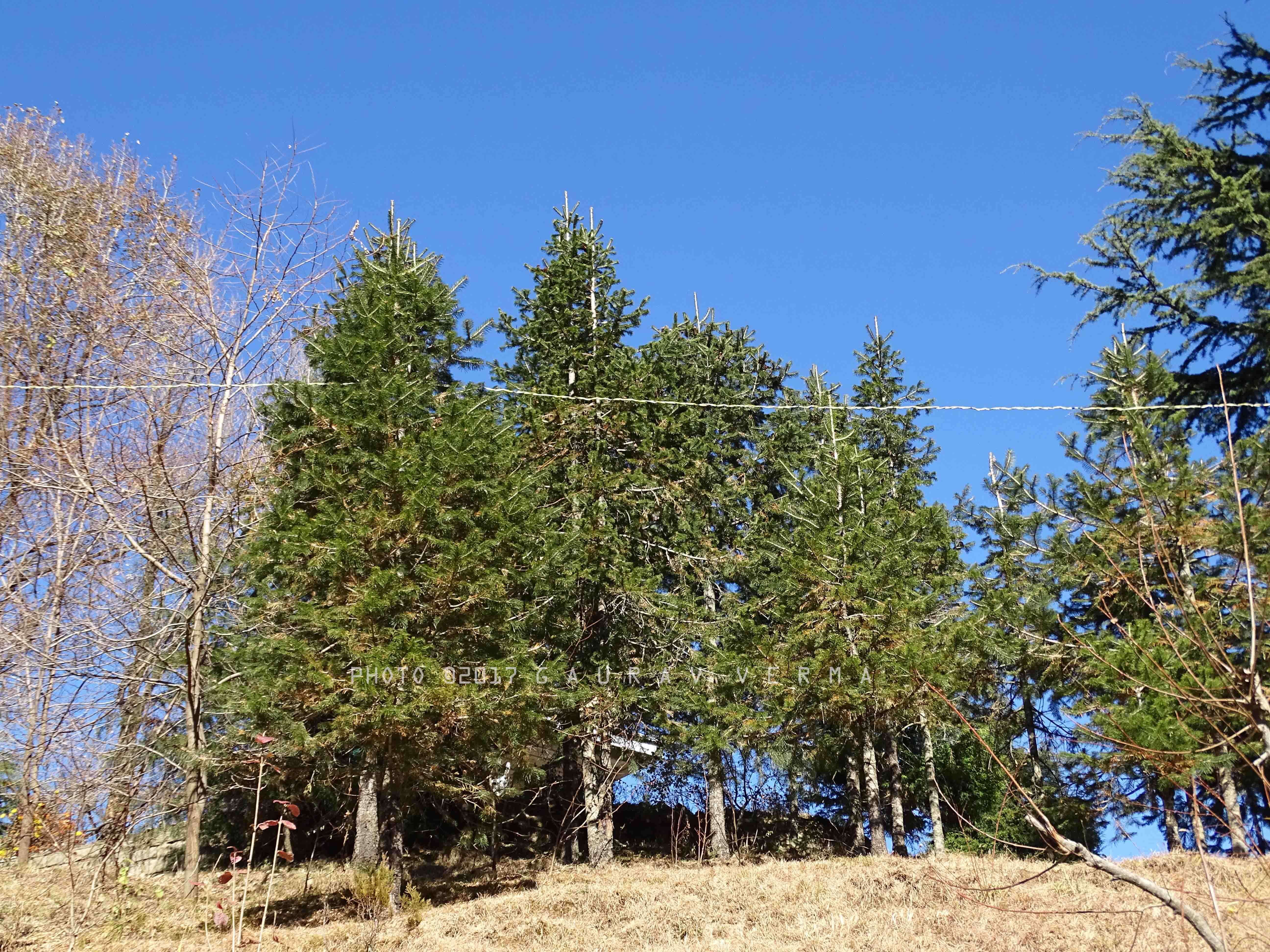 Image of Pindrow Fir