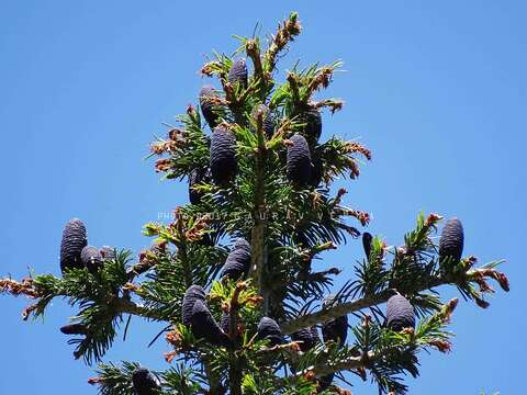 Image of Pindrow Fir