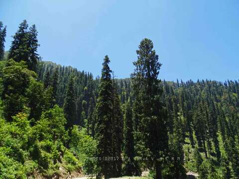 Image of Pindrow Fir