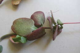 Image of Cape Province pygmyweed