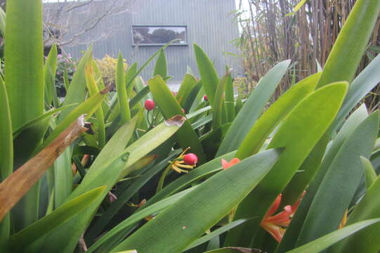 Image of Bush Lily