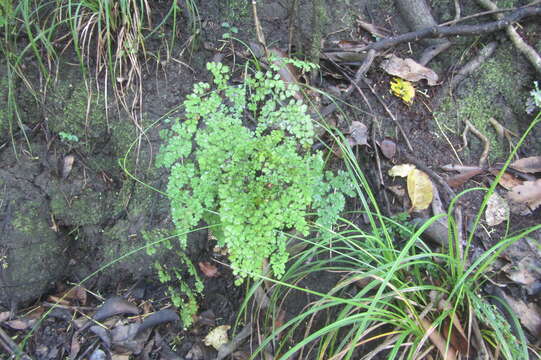 Image de Adiantum raddianum C. Presl